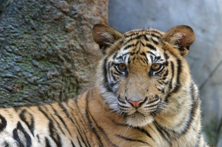Thaïlande, Sri Racha Tiger Zoo