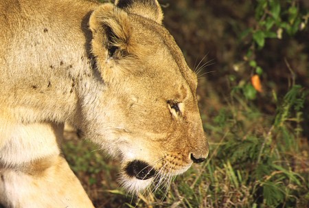 Kenya, Réserve Masaï Mara